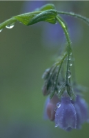 Waterdrops003.JPG