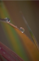 Waterdrops006.JPG