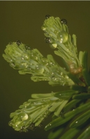 Waterdrops012.JPG