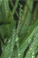 Waterdrops014.JPG