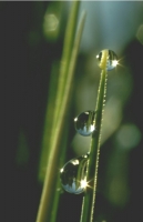 Waterdrops015.JPG