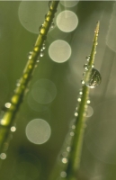 Waterdrops016.JPG