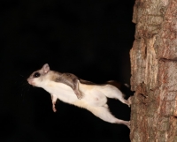 FlyingSquirrel_0001.JPG