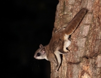 FlyingSquirrel_0002.JPG