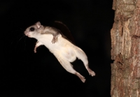 FlyingSquirrel_0003.JPG