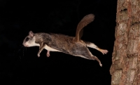 FlyingSquirrel_0006.JPG