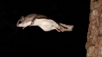 FlyingSquirrel_0007.JPG