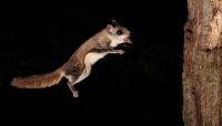 FlyingSquirrel_0008.JPG