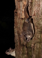 FlyingSquirrel_0010.JPG