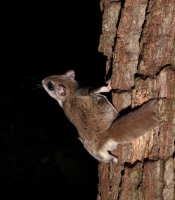 FlyingSquirrel_0013.JPG