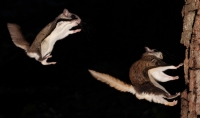 FlyingSquirrel_0015.JPG