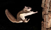 FlyingSquirrel_0016.JPG