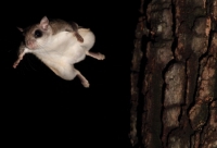 FlyingSquirrel_0018.JPG