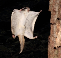 FlyingSquirrel_0019.JPG