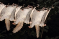 FlyingSquirrel_0022.JPG