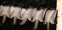 FlyingSquirrel_0026.JPG