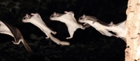 FlyingSquirrel_0028.JPG