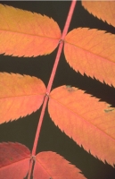 Leaves002.JPG