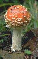 Mushrooms001.JPG