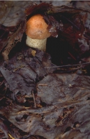 Mushrooms005.JPG