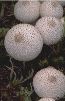 Mushrooms006.JPG