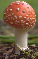 Mushrooms007.JPG