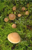 Mushrooms008.JPG