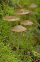 Mushrooms009.JPG