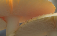 Mushrooms010.JPG