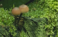 Mushrooms011.JPG