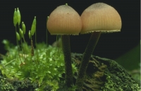 Mushrooms013.JPG