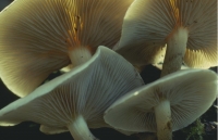 Mushrooms014.JPG