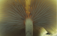 Mushrooms015.JPG